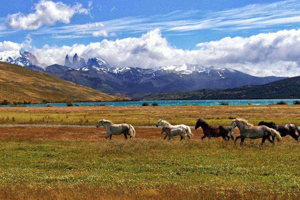 surowy klimat Patagonii, konie na polanie, z tyłu góry