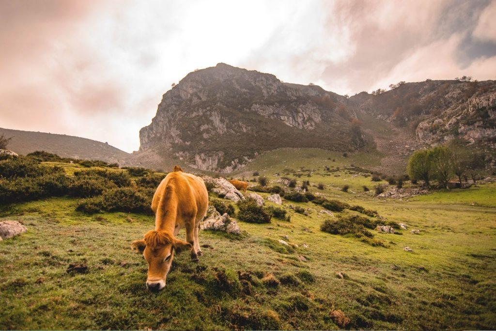 Asturia. Pierwszy plan: krowa na pastwisku, z tyłu góry