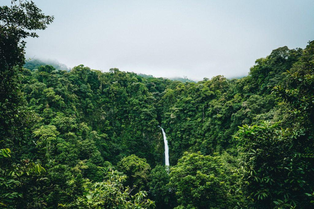 zielona, bujna dżungla w Kostaryce